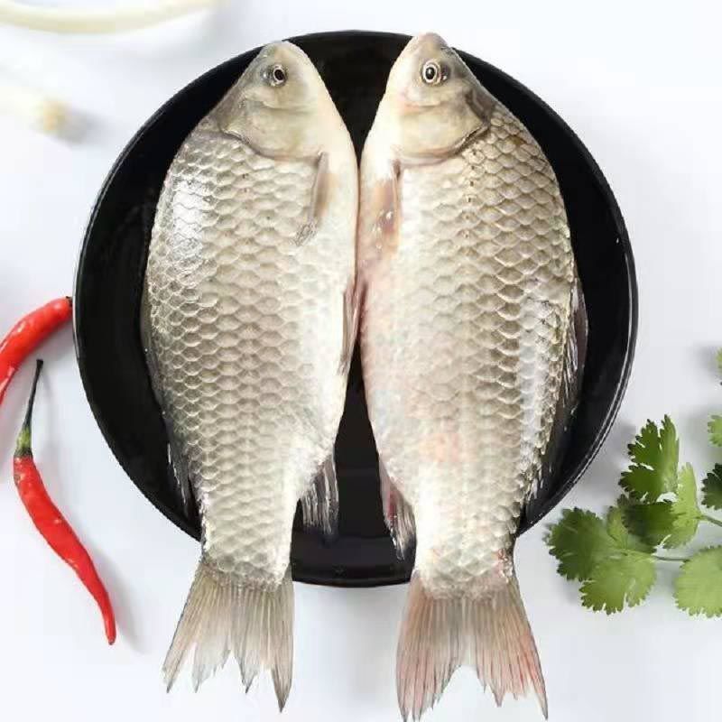赛卡伊鲫鱼淡水活鱼现杀月子滋补鱼汤杀后净重发货杀后净重3斤1斤68条