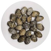 WECOOK味库 鲜活丹东文蛤1500g /盒3斤装 海鲜大文花蛤深海活蛤蜊