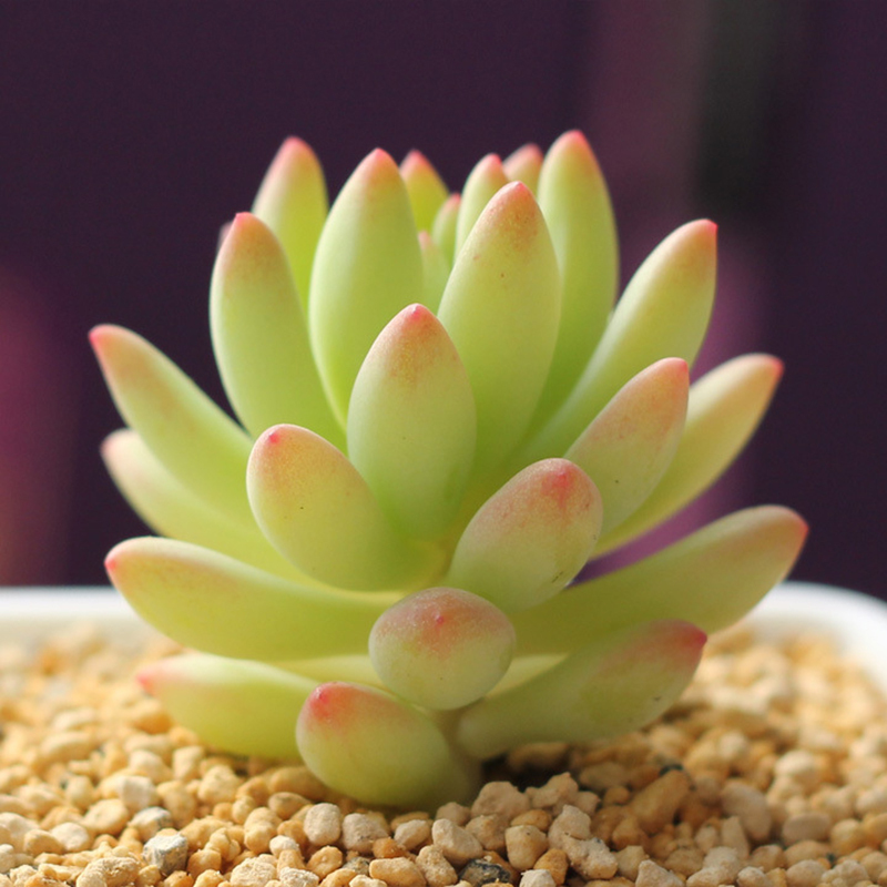 小多肉盆栽多肉植物带原土绿植花卉盆景 20颗/箱