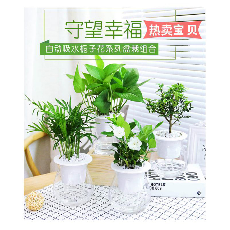 室内观叶植物龙蛋盆系列鸭脚木去甲醛绿植小盆栽