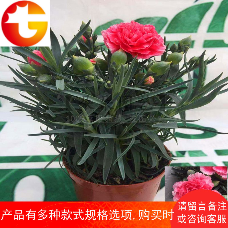 年宵花卉康乃馨绿植盆栽室内观花植物四季懒人植物带花苞耐寒盆栽