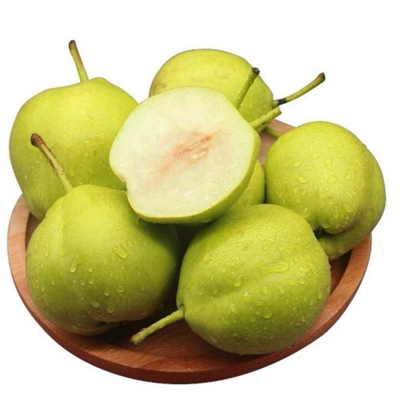 现摘早酥梨青皮脆甜梨大果255斤应季水果绿皮梨子大果新鲜孕妇水果