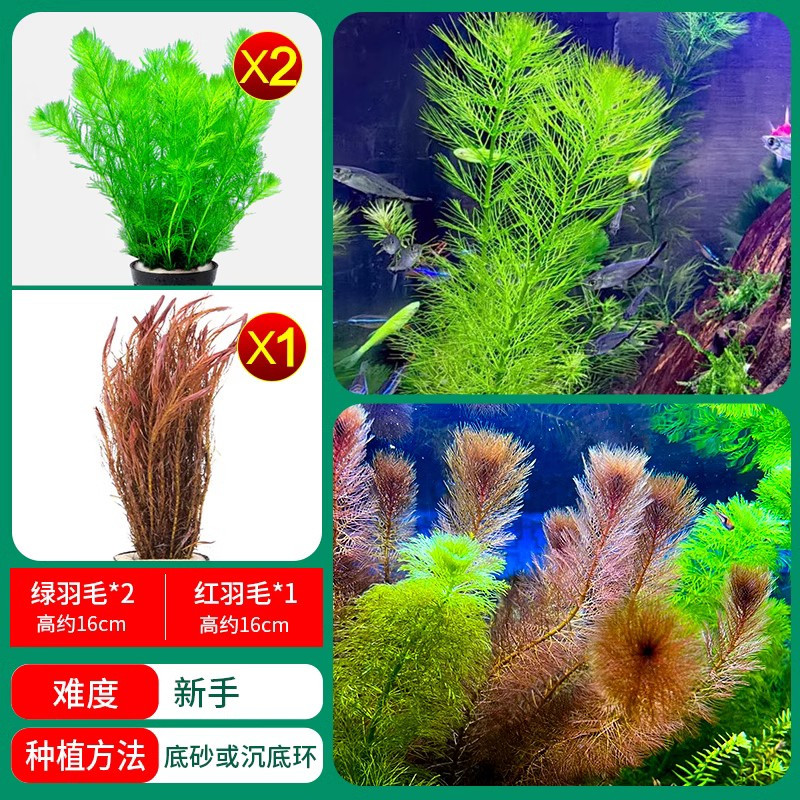 水草植物鱼缸造景莫斯阴性水榕沉木蜈蚣水培懒人增氧乌龟真草缸