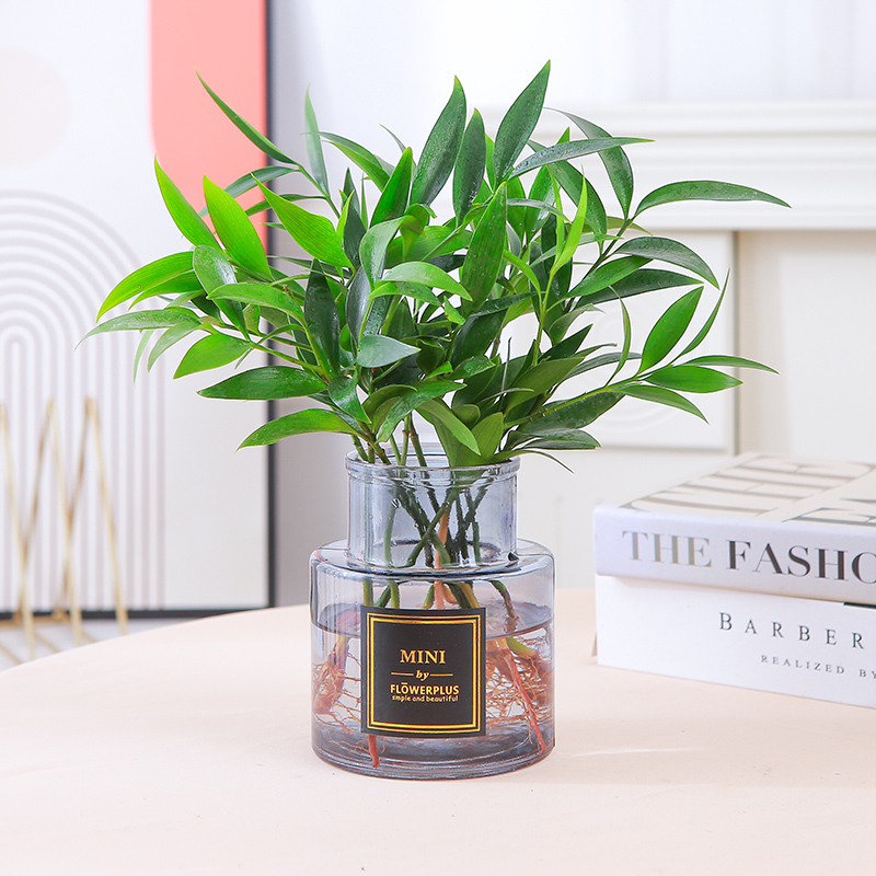 【补贴10%】水培驱蚊竹富贵竹水养植物竹柏室内好养绿植花卉盆栽四季常青客厅 水培推荐精选驱蚊竹柏10棵ins灰玻璃瓶送海绵宝宝+营养肥