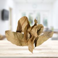 自然风干龙眼叶 (约100片) 龟用龙眼叶养龟神器用品懒人叶鱼缸降酸树叶降低ph养乌龟腐皮龟缸