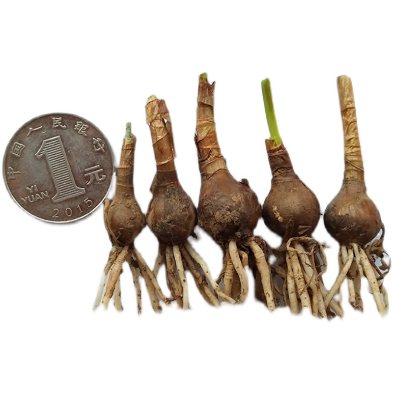 粉红色20个球风雨兰种球重瓣韭兰葱兰花苗石蒜庭院花坛四季花卉绿植