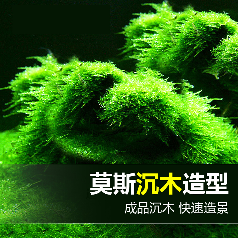 沉木头造景木沉木莫斯树根莫斯摩丝苔藓造景 鱼缸装饰水造景高清大图
