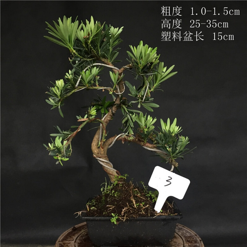 18新款小品原生小叶罗汉松罗汉松盆景盆栽江浙雀舌罗汉松实物乳白色1含盆
