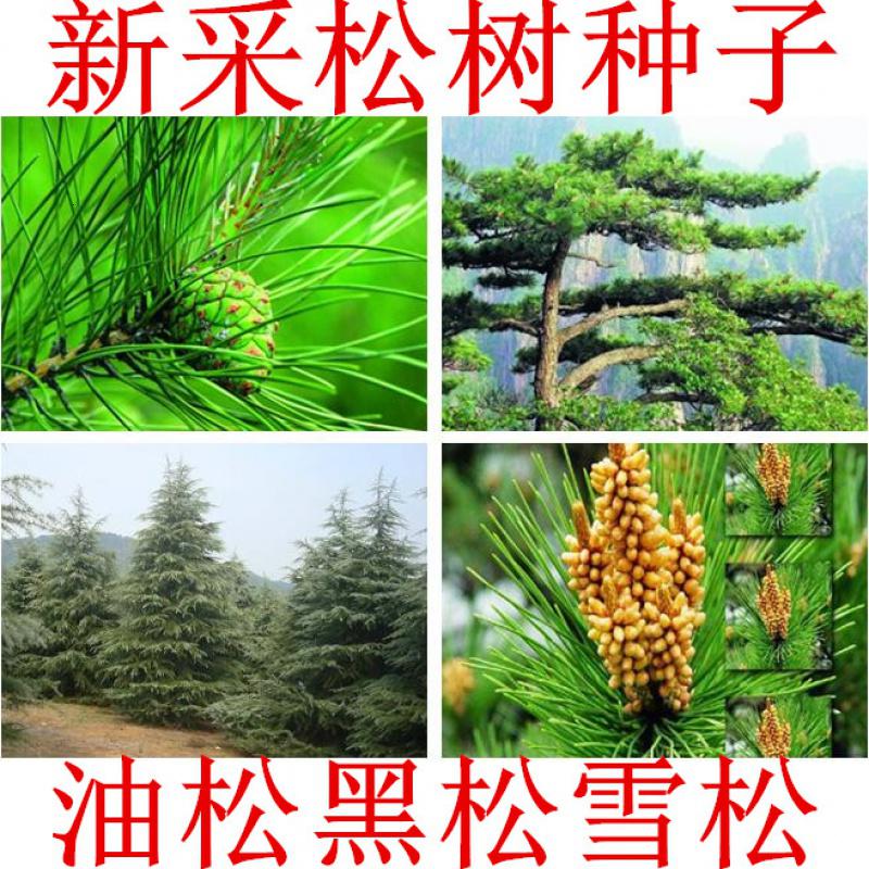 子喧 松树种子油松黑松马尾松雪松白皮松落叶松湿地松罗汉松金钱松种籽