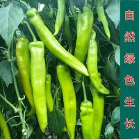 [西沛生鲜]陕西青椒 净重4.5斤 青辣椒辣椒新鲜现摘鲜辣椒薄皮青椒线椒虎皮椒中辣