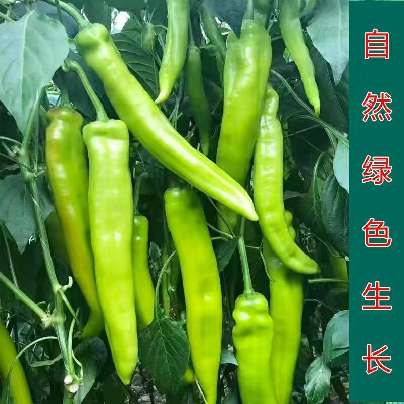 [西沛生鲜]陕西青椒 净重4.5斤 青辣椒辣椒新鲜现摘鲜辣椒薄皮青椒线椒虎皮椒中辣