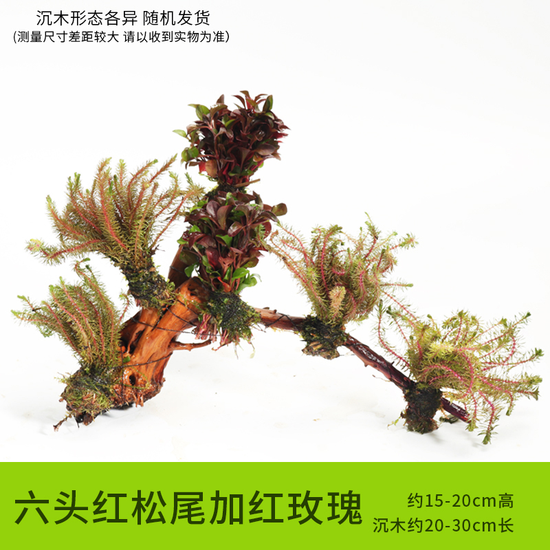 鱼缸装饰造景套餐真水沉木后景缸植物淡水小水榕养鱼懒人
