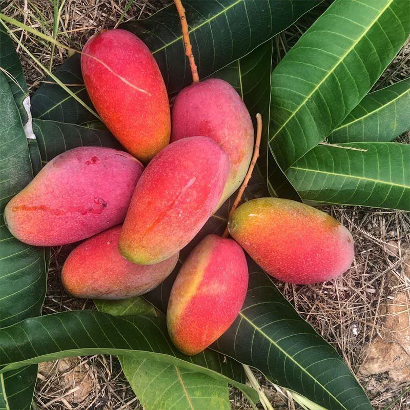 越南进口玉芒大青果单果200g以上新