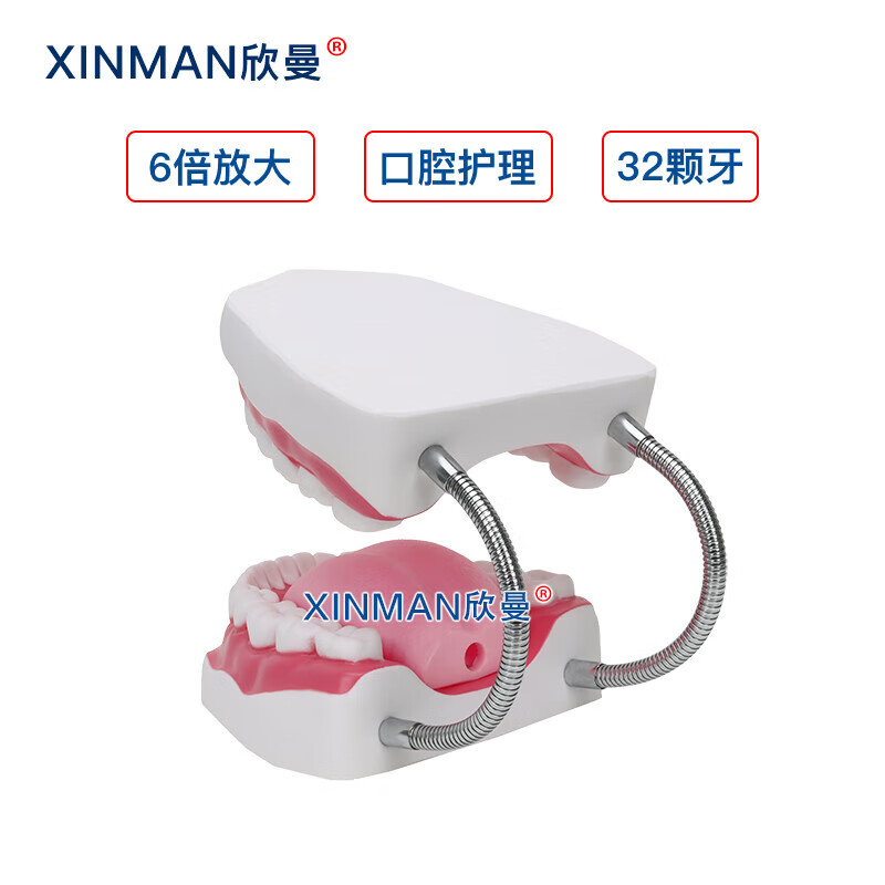 欣曼科教 口腔护理模型 牙保健模型 口腔清洁操作模型XM-KQA高清大图