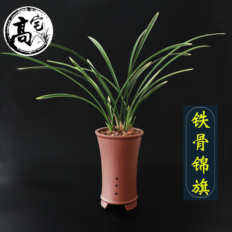 高宅旗舰店兰花铁骨锦旗大金边鹤艺兰花苗建兰四季兰草室内盆栽花卉报价 参数 图片 视频 怎么样 问答 苏宁易购