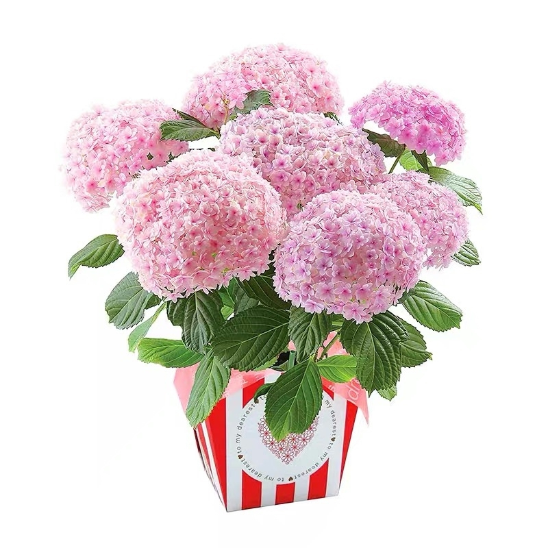 绣球花苗盆栽花卉植物室内好养的花四季开花不断无尽夏大花易成活