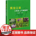 黑龙江省主要乡土草种图谱 刘昭明 编著 中国农业科学技术出版社978751165945昭