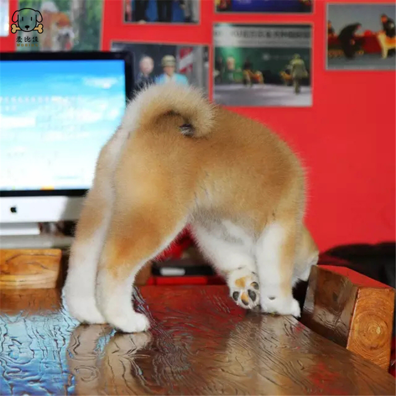 麦比佳 秋田犬纯种秋田犬幼犬 中大型秋田犬狗狗活体血统级精品日系秋田 日本赛级秋田家庭犬公母视频挑选包健康秋田柴犬