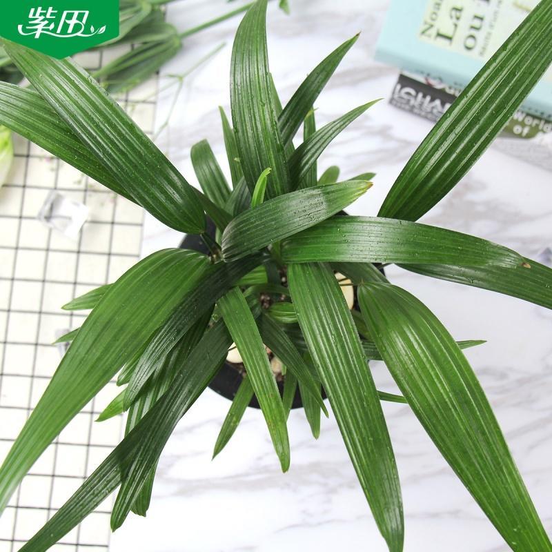 绿植 花卉盆栽植物观音竹 小型桌面棕榈竹盆栽净化空气
