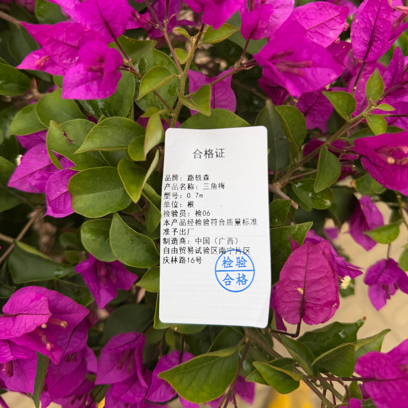 路轶森 三角梅 0.7m 棵高清大图