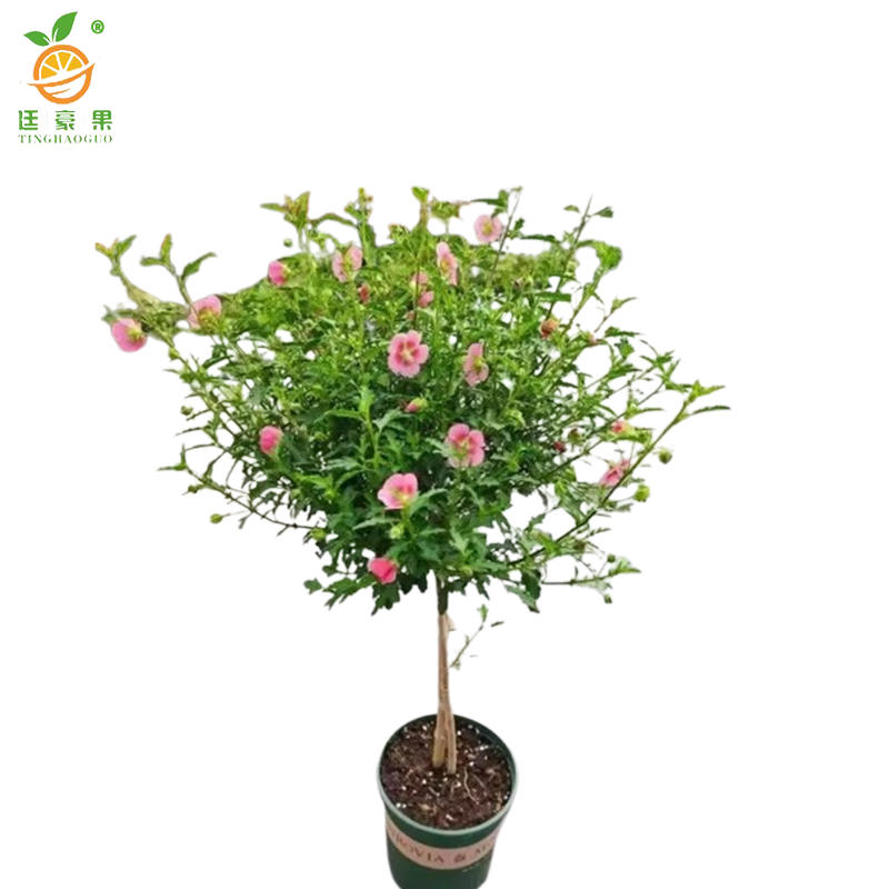 廷豪果 木槿 冠幅80cm /棵高清大图