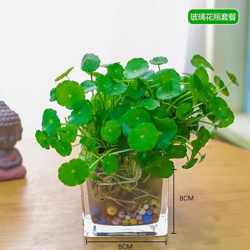 悦芳华四季水培土培铜钱草盆栽金钱草水培植物花卉水养套餐送花盆视频