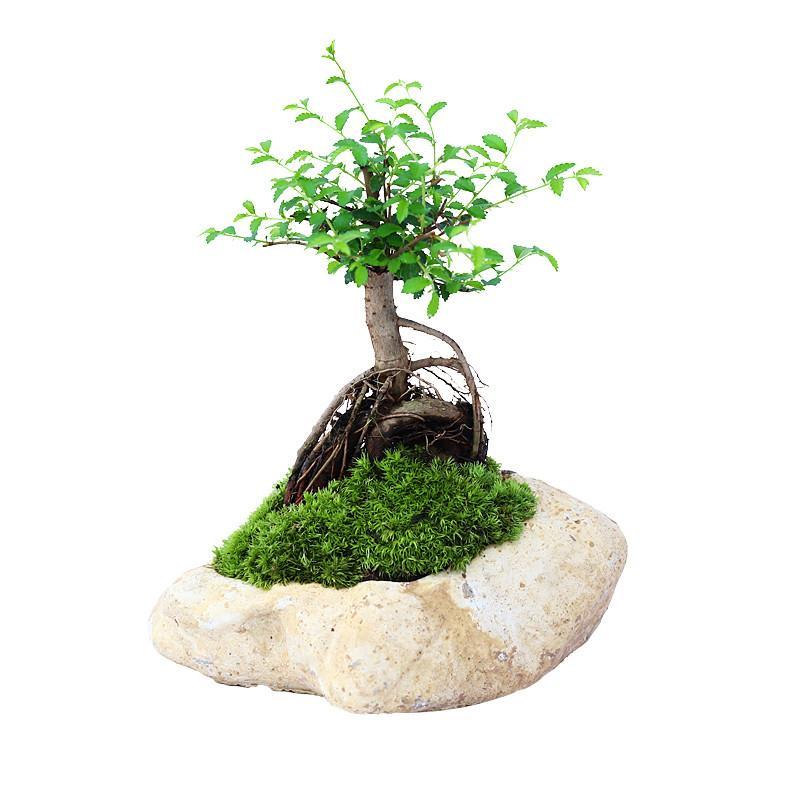 小叶榆树盆景 室内抗辐射植物盆栽 净化空气四季常青植物花卉