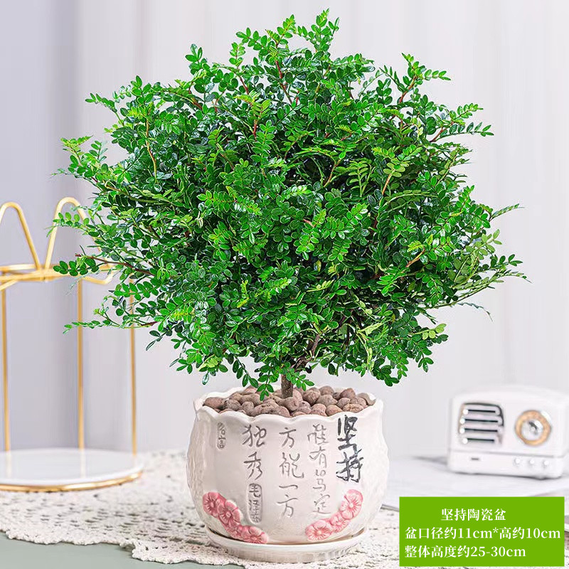 清香胡椒木盆栽花卉室内外驱蚊草植物树苗老桩盆景九里香绿植客厅 默认 精选6年清香驱蚊大苗【书法坚持陶瓷盆】送营养肥