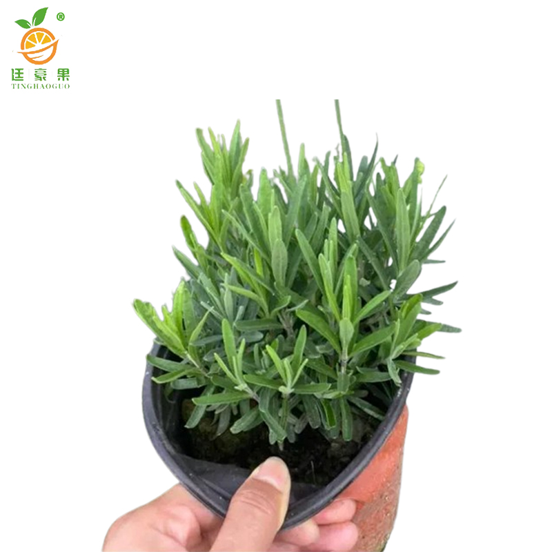 廷豪果 薰衣草根 XYC-2 /根高清大图