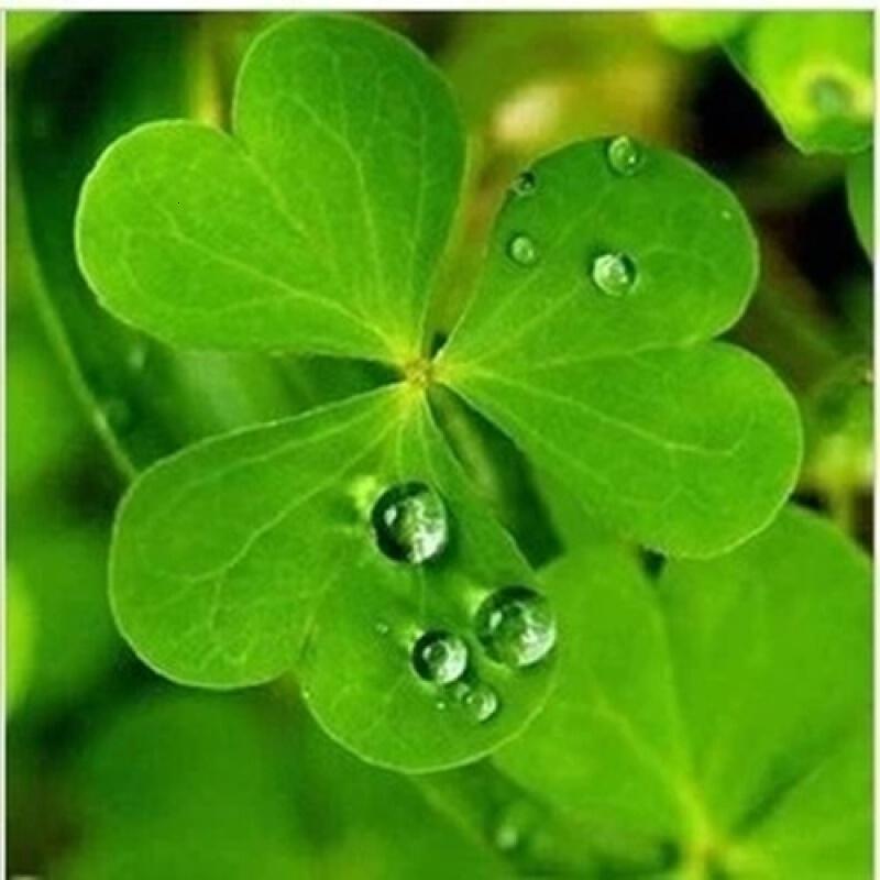 长期开花红花三叶草草坪种子绿肥种子暖季型绿化草坪播种一斤