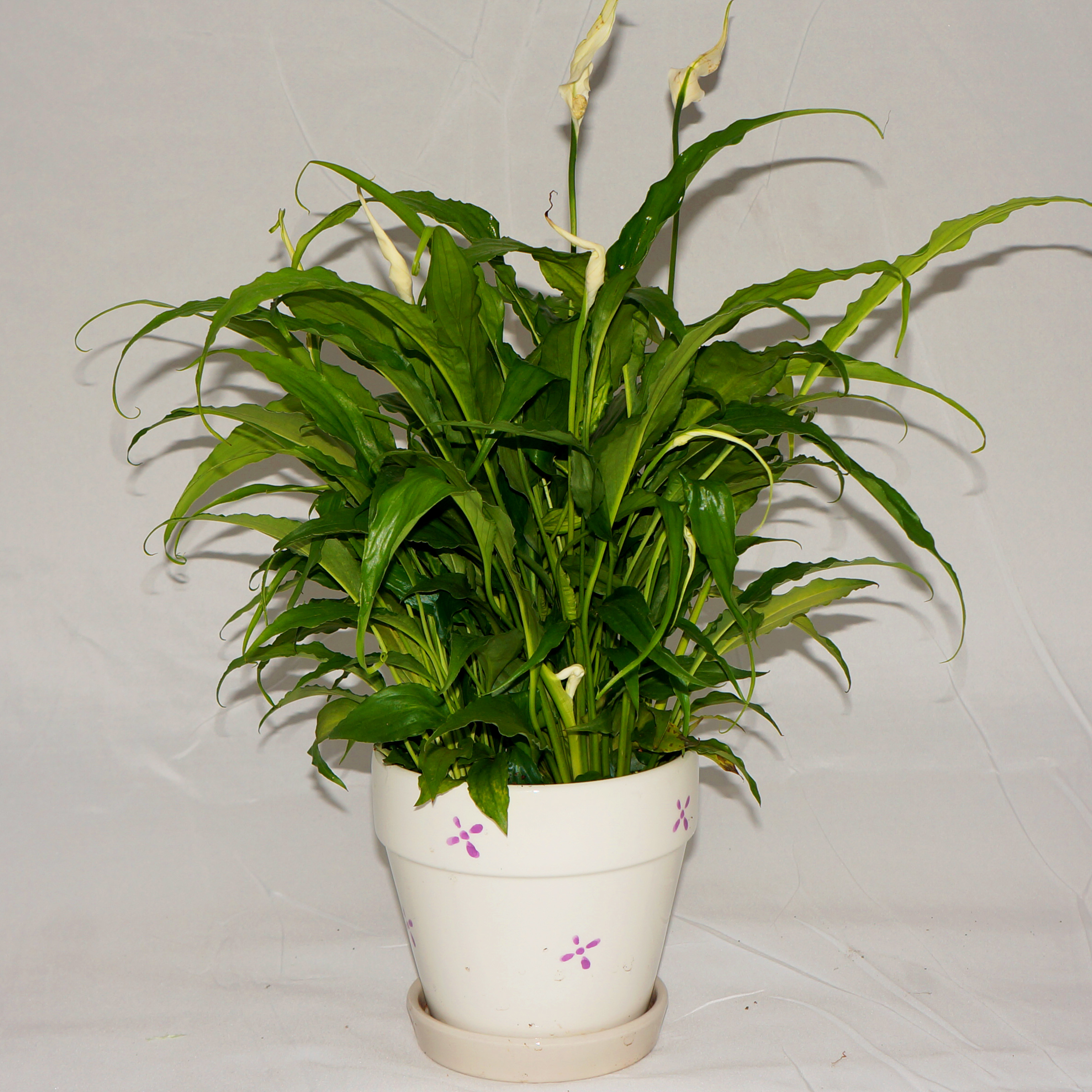 新批次上市一帆风顺白掌白鹤芋办公盆栽房间绿植好养耐干包活