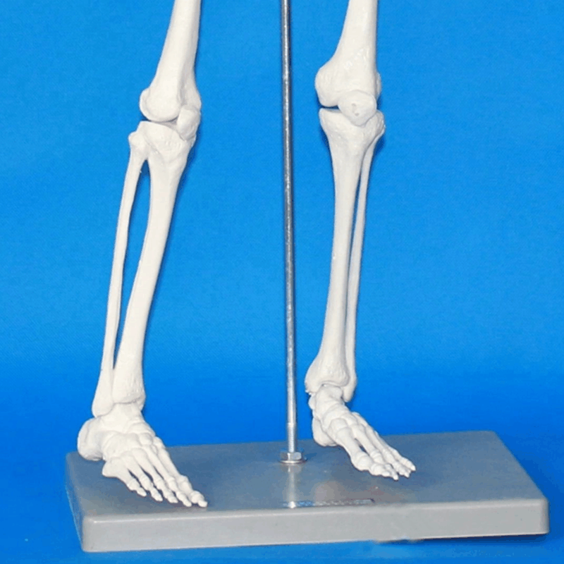 人体骨骼模型全身骨架人体模型成人小骷髅教学模型脊椎模型【价格图片