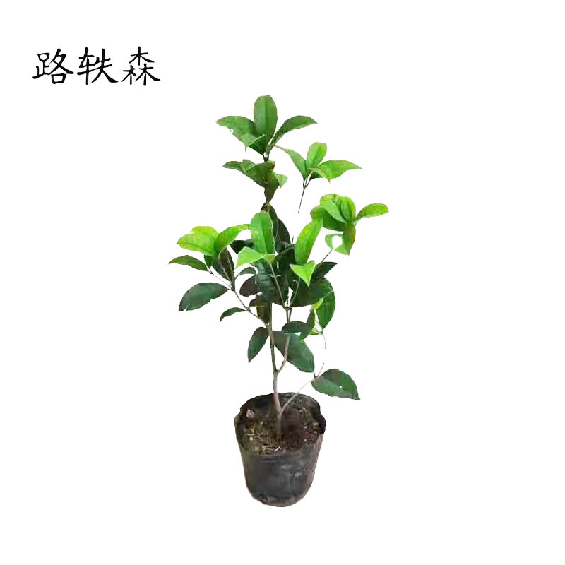 路轶森 桂花树 1.5-1.8m 根高清大图