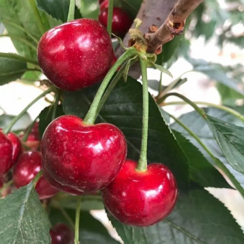 预售五个农民山东烟台大樱桃带箱2斤中果国产车厘子新鲜应季水果528前