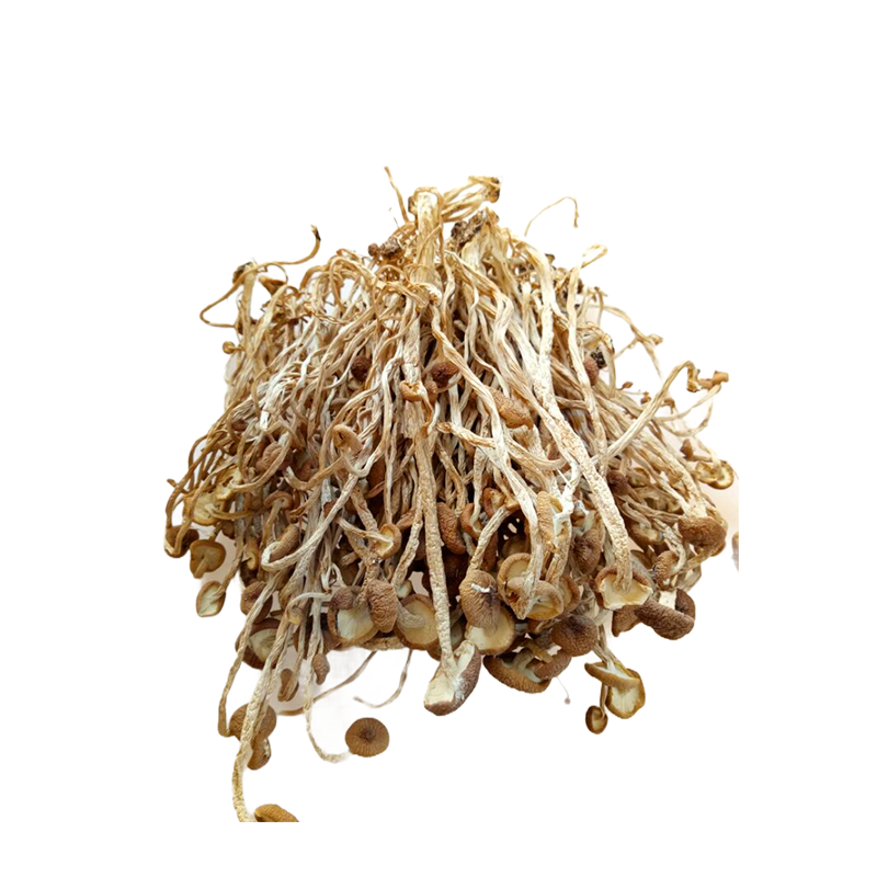 [中华特色]梅州助农馆 银新 客家特产煲汤料 茶树菇 精选茶树菇 250克/袋 华南