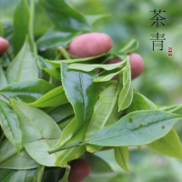 廣濟橋单丛茶叶蜜兰香 凤凰单丛单枞从茶叶乌龙茶春雪茶高山茶 500g