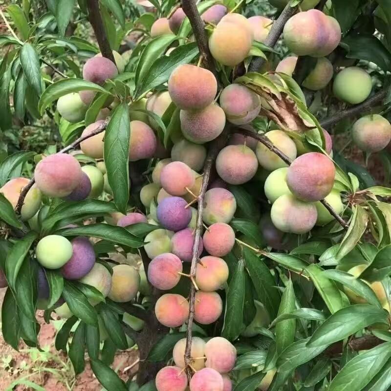 [一贤生鲜]四川新鲜茵红李 3斤装 新鲜李子 酸甜可口 西沛