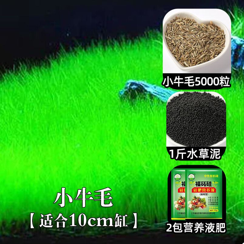 鱼缸水草种子生态造景套餐植物种籽孑水培阴性真草盆栽装饰牛毛 均码 适合10cm缸小牛毛5000粒+1斤水草泥+2包液肥