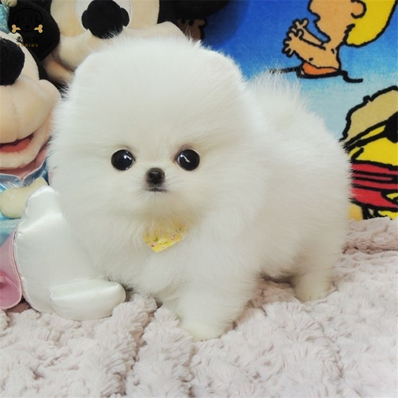 麦比佳狗狗活体纯种博美犬幼犬活体宠物狗狗哈多利系球体博美狗玩具型博美犬茶杯犬长不大博美日系俊介犬报价 参数 图片 视频 怎么样 问答 苏宁易购