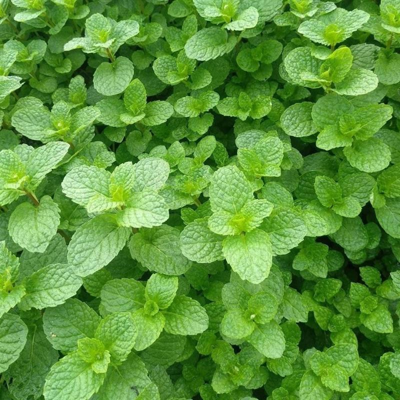 30颗带土发货云南薄荷薄藿香菜薄荷盆栽薄荷叶驱蚊草植物薄荷苗留兰香