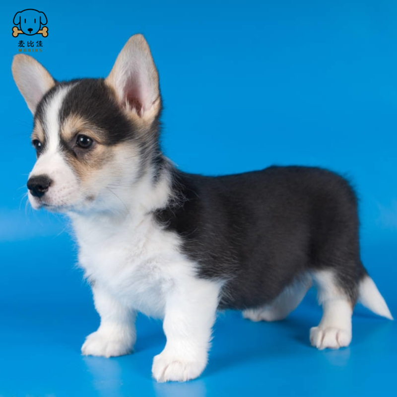 麦比佳柯基犬活体狗狗幼犬 纯种双血统级短腿小柯基双色三色公母可选包健康柯基狗小型宠物狗空运直达视频挑选高清大图