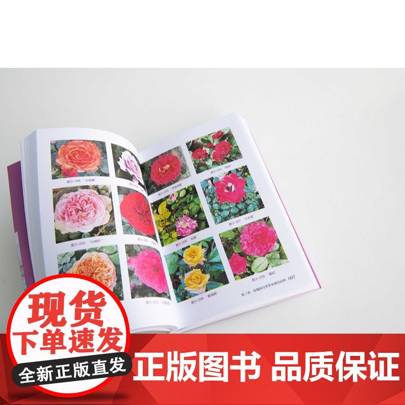 玫瑰月季栽培与病害防治全图解 形态特征与生态习性 常见栽培品种与繁殖技术 露地栽培主要技术 主要病虫害及防治 养花爱好者高清大图