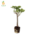 廷豪果 三角梅 100粒/袋