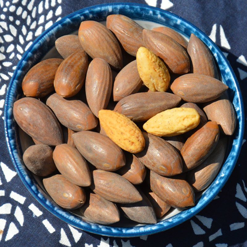 新货香榧子嵊州诸暨枫桥香榧含罐重香榧果批发