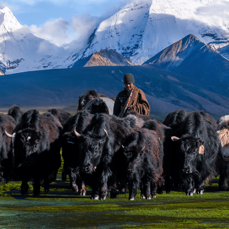 青藏高原黑椒牦牛仔骨营养早餐整切腌制西餐牛小排