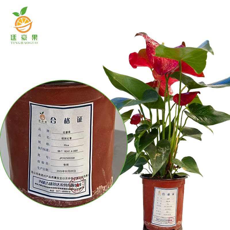 廷豪果 观赏红掌 30cm图片