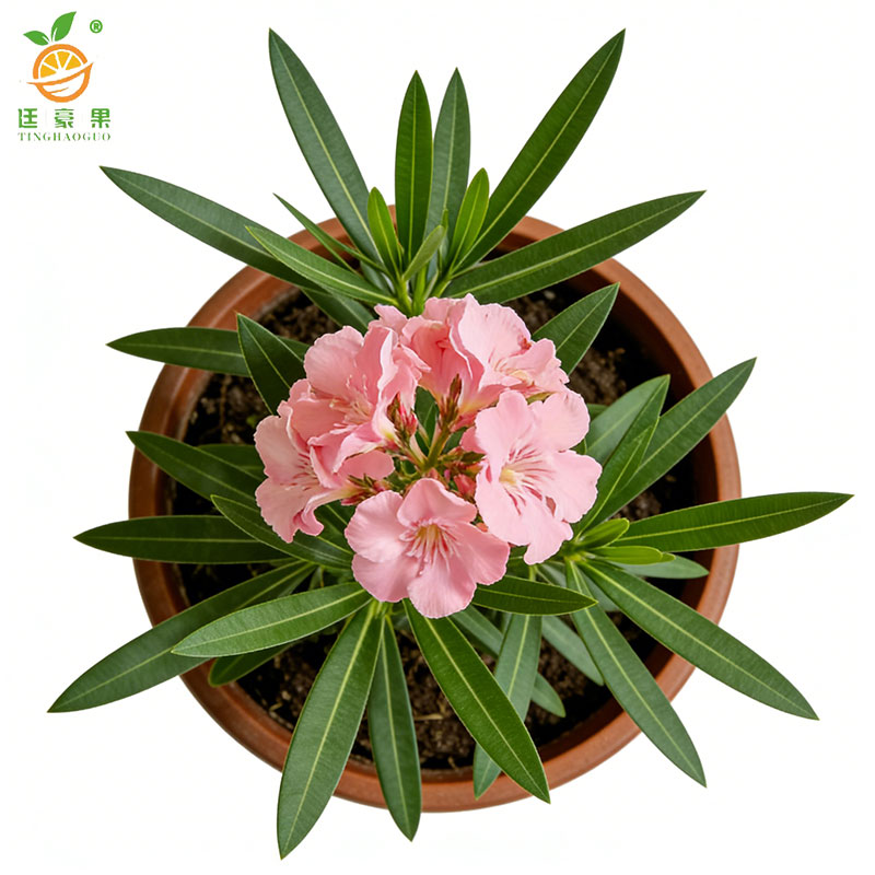 廷豪果 夹竹桃 高40-50公分 /棵高清大图