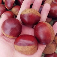 【中华特色馆】菏泽馆葵哥新鲜毛板栗500g 个大去皮 华东