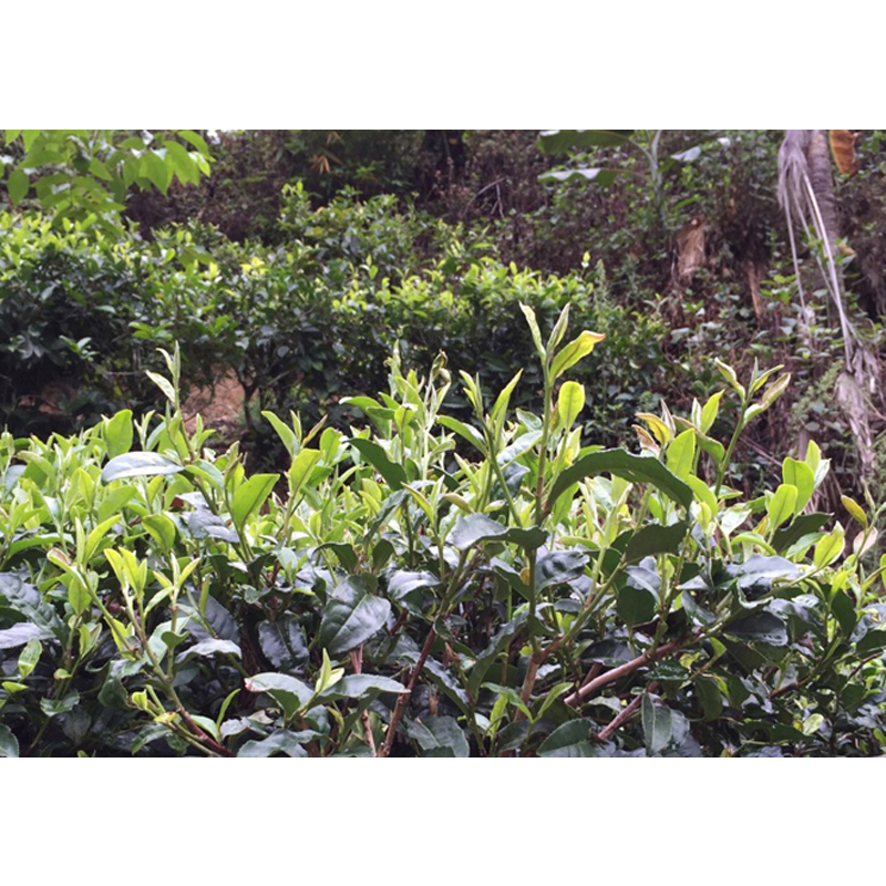 滇香阁普洱散茶熟茶90g罐装云南勐海高山茶传统工艺无添加普洱茶熟茶