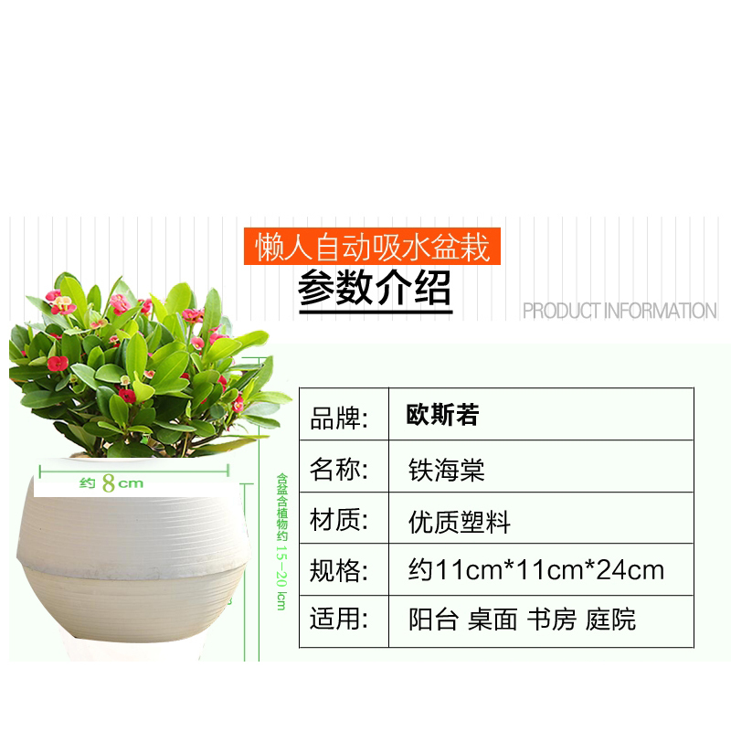 虎刺梅盆栽 铁海棠四季花卉室内阳台盆栽